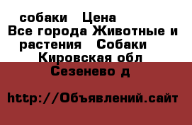 собаки › Цена ­ 2 500 - Все города Животные и растения » Собаки   . Кировская обл.,Сезенево д.